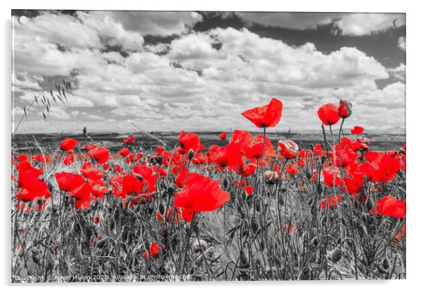 Poppy field and clouds, Granada Province, Spain Acrylic by Kevin Hellon