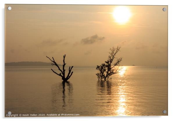 Dead and alive mangrove trees Acrylic by Kevin Hellon