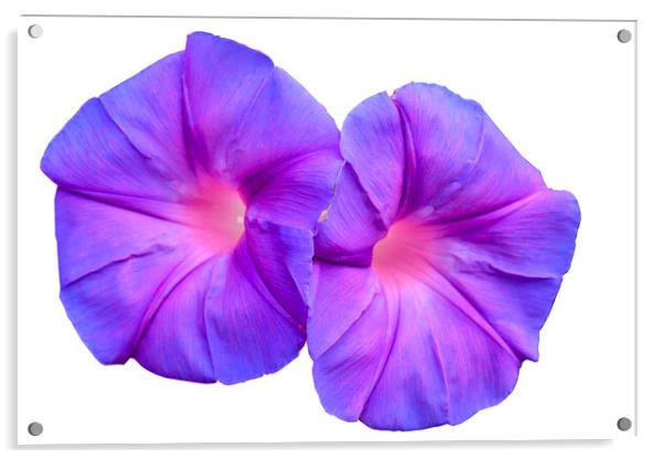 Ipomoea flower growing wild Acrylic by Kevin Hellon