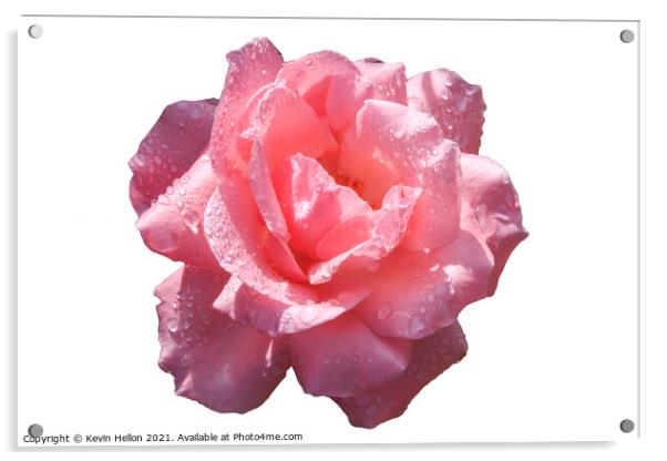Beautiful pink rose with rain water droplets Acrylic by Kevin Hellon