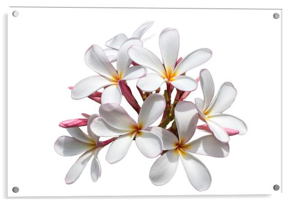 Frangipani flower on white background Acrylic by Kevin Hellon