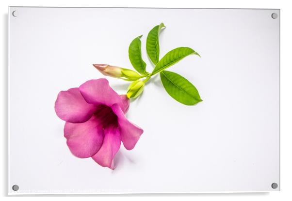 Violet allamanda flower Acrylic by Kevin Hellon