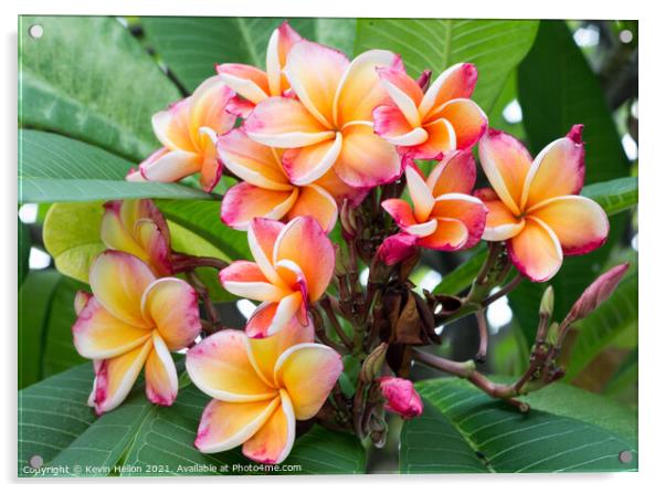 Plumeria or Frangipani flower Acrylic by Kevin Hellon