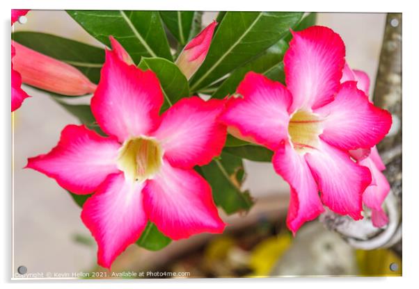 Pink Adenium flowers Acrylic by Kevin Hellon