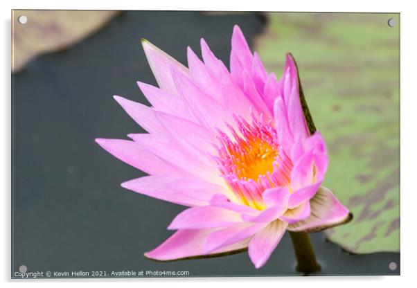 Pink and orange water lily, Nymphaeaceae Acrylic by Kevin Hellon
