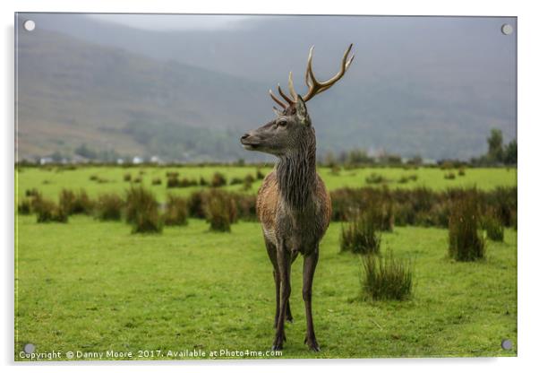 The Stag Acrylic by Danny Moore