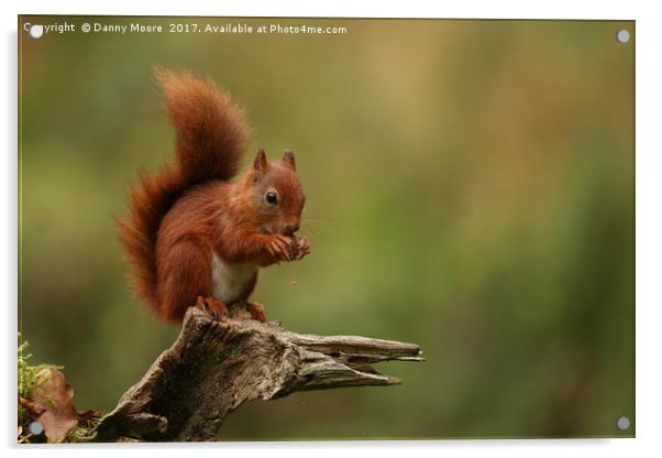 Red squirrel Acrylic by Danny Moore