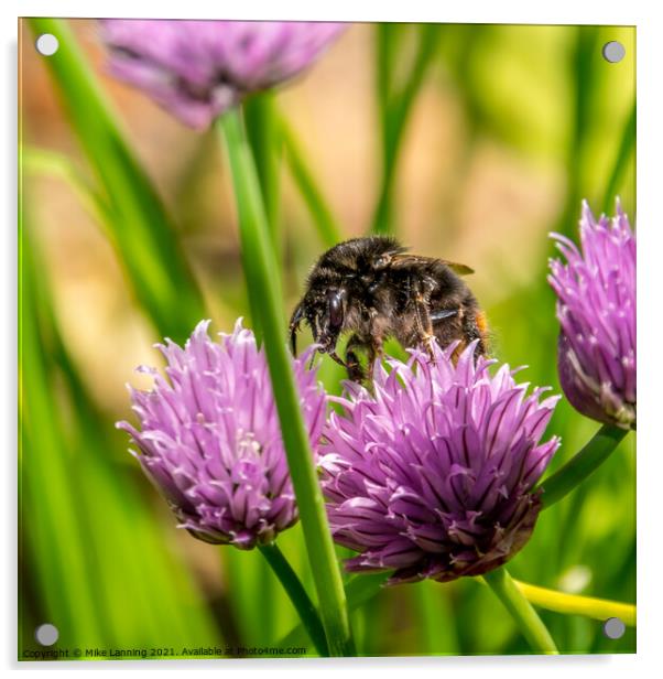 Bee on Chive flower Acrylic by Mike Lanning