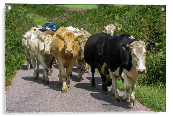 Exmoor Traffic Jam Acrylic by Mike Lanning