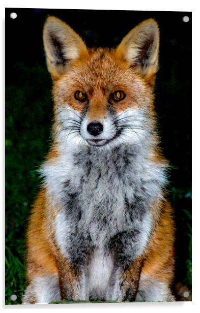 Mrs Fox Acrylic by Mike Lanning