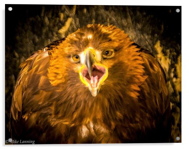 Golden Eagle - close up, calling Acrylic by Mike Lanning