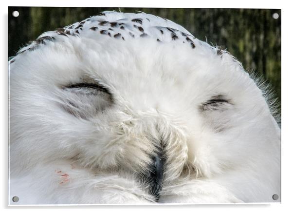 Sleepy Snowy Owl Acrylic by Mike Lanning