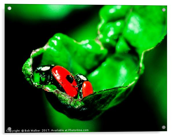 Two-spot Ladybird Acrylic by Bob Walker