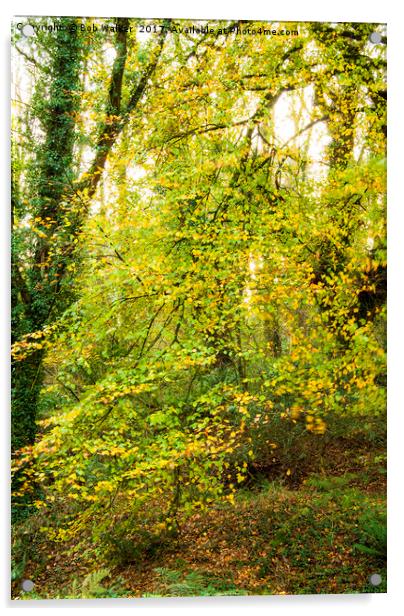 Autumnal Trees in Luxulyan Valley Acrylic by Bob Walker