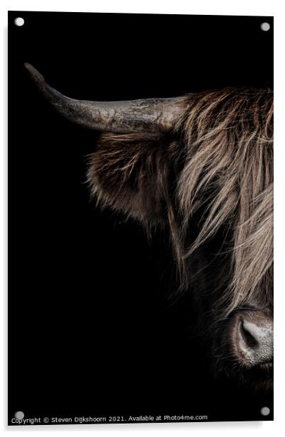 Highland cow portrait Acrylic by Steven Dijkshoorn