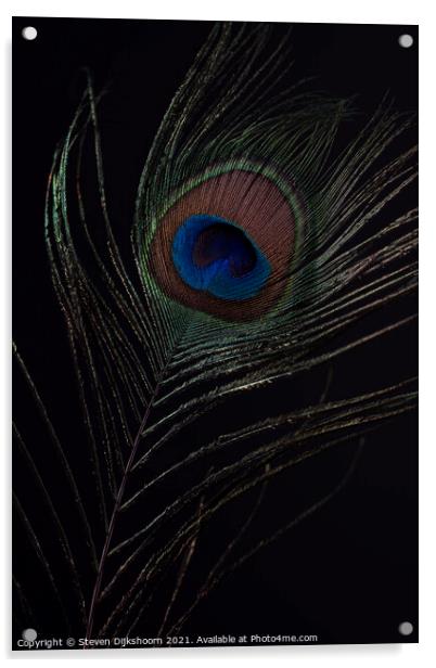 Peacocks feather Acrylic by Steven Dijkshoorn