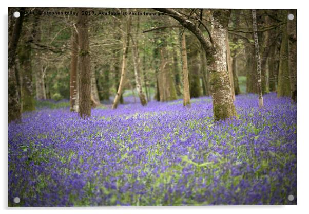 Bluebells at Lanhydrock Acrylic by stephen tolley