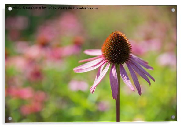 Echinacea (cone flower)  Acrylic by stephen tolley