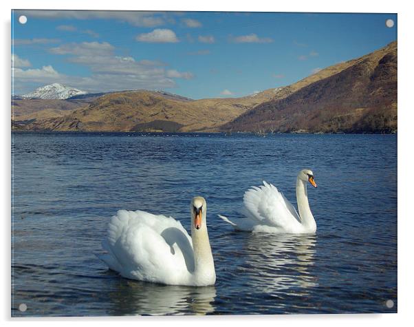 Swans on Loch Etive Acrylic by David Wilson