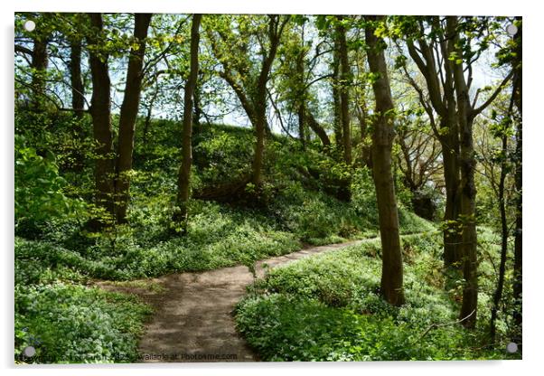 Hastings Country park in bloom Acrylic by Lee Sulsh