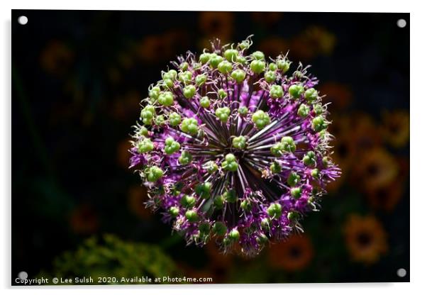 Allium Purple sensation                     Acrylic by Lee Sulsh