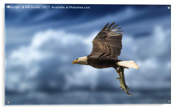 Bald Eagle with a Fish Acrylic by Mal Durbin