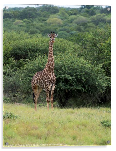 giraffe during safari in  south africa Acrylic by Chris Willemsen