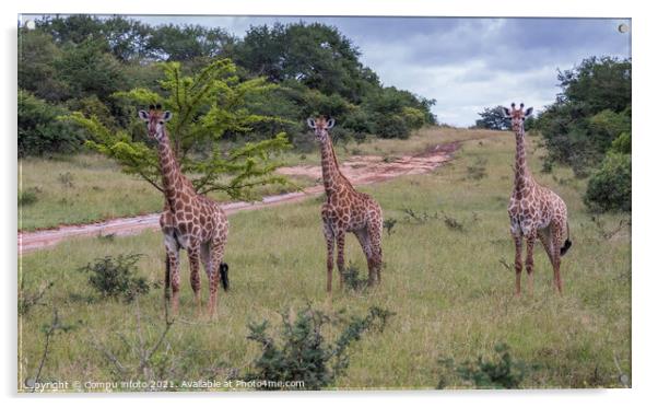 giraffe in south africa Acrylic by Chris Willemsen