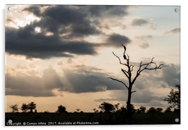 evening sunset in krugerpark Acrylic by Chris Willemsen