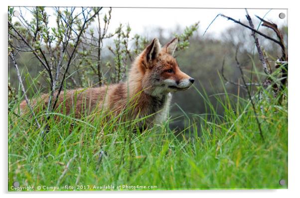 red wild fox  Acrylic by Chris Willemsen