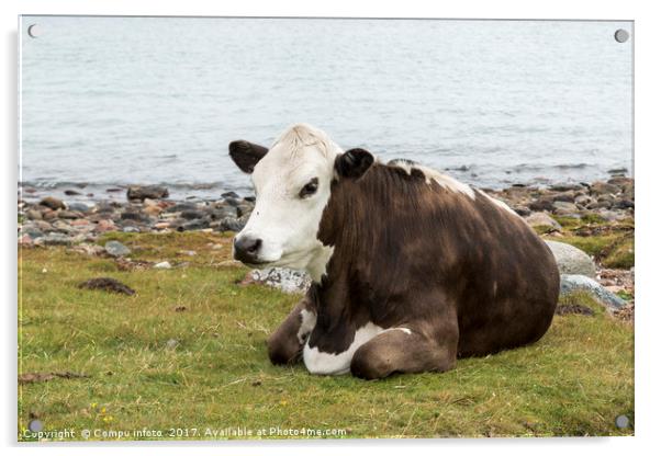 one cow brown and white at the beach Acrylic by Chris Willemsen