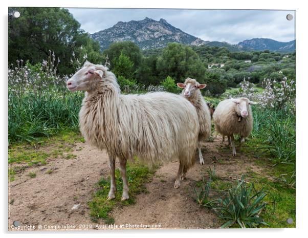three sardinia sheep with mountians and beautifull Acrylic by Chris Willemsen