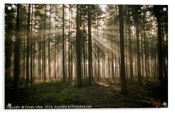 sunlight and sunbeams in the forest in nunspeet in Acrylic by Chris Willemsen