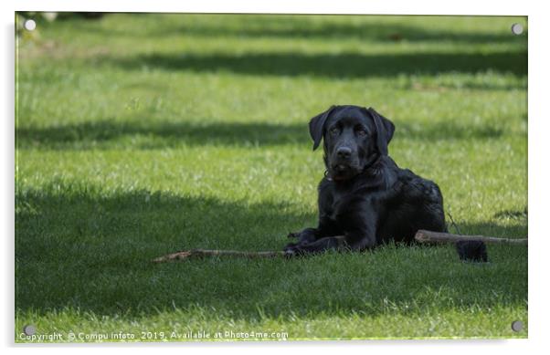 four month old labrador pup laying in the garden o Acrylic by Chris Willemsen