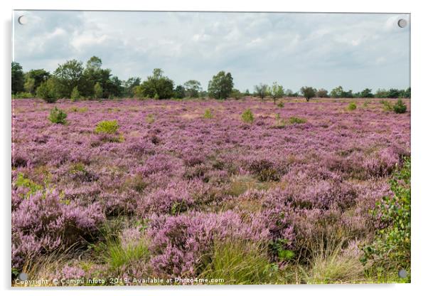 heather field in holland Acrylic by Chris Willemsen
