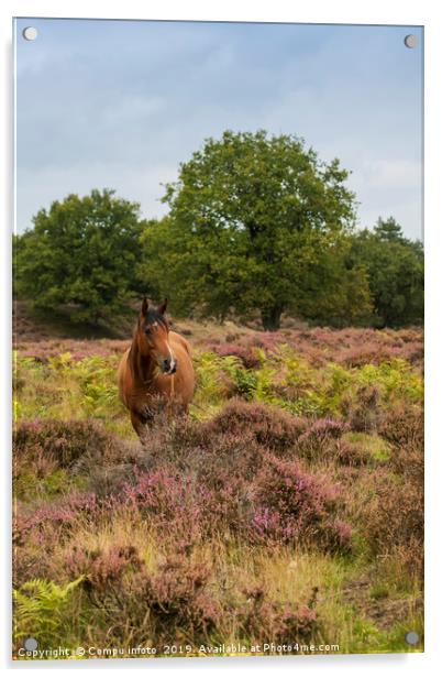 wild horse in nature in holland Acrylic by Chris Willemsen