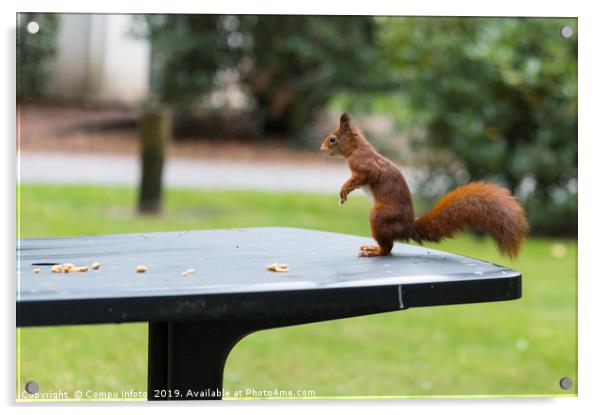 red squirrel in the garden Acrylic by Chris Willemsen