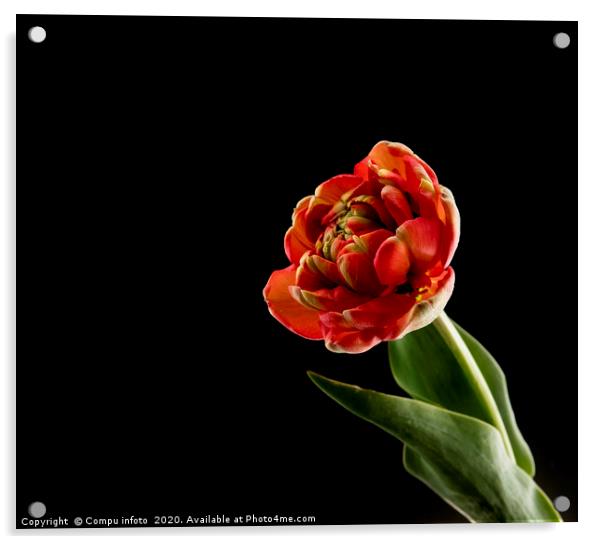 red tulip on black background Acrylic by Chris Willemsen