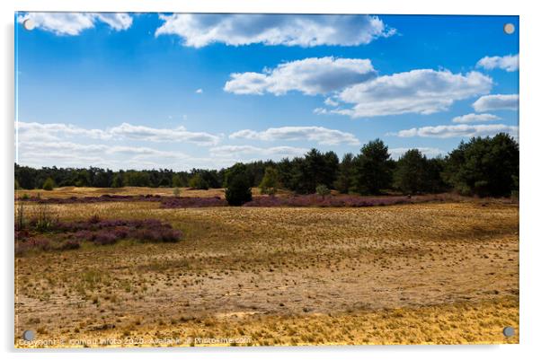 the nature reserve Maasduinen Acrylic by Chris Willemsen