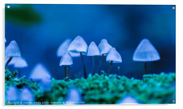art with mycena arcangeliana in the forest in holland Acrylic by Chris Willemsen