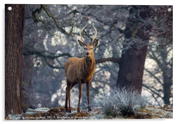 Young stag in winter Acrylic by Martin Griffett