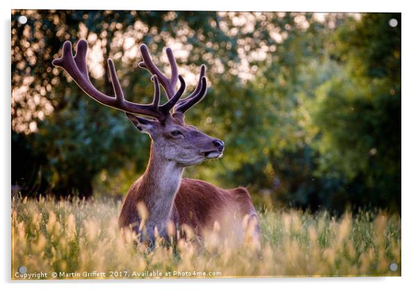 Stag in Evening Light Acrylic by Martin Griffett