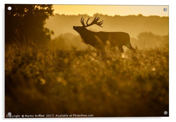 Sunrise Stag Silhouette Acrylic by Martin Griffett