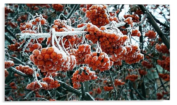 Berries of winter rowan in the snow. December 2018 Acrylic by Vitaliy Borisov