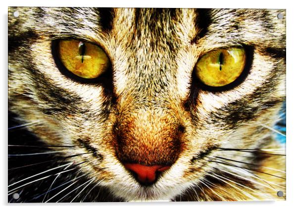 The expressive look of a domestic cat Acrylic by Vitaliy Borisov