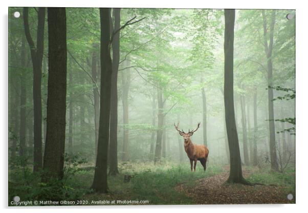 Red deer stag in Lush green fairytale growth concept foggy forest landscape image Acrylic by Matthew Gibson