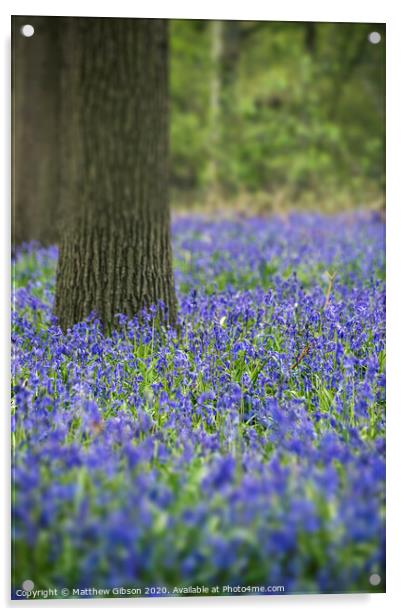 Stunning landscape image of bluebell forest in Spring Acrylic by Matthew Gibson