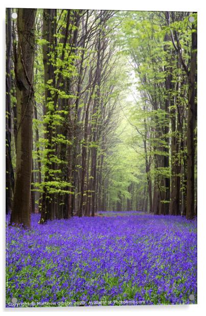 Vibrant bluebell carpet Spring forest landscape Acrylic by Matthew Gibson