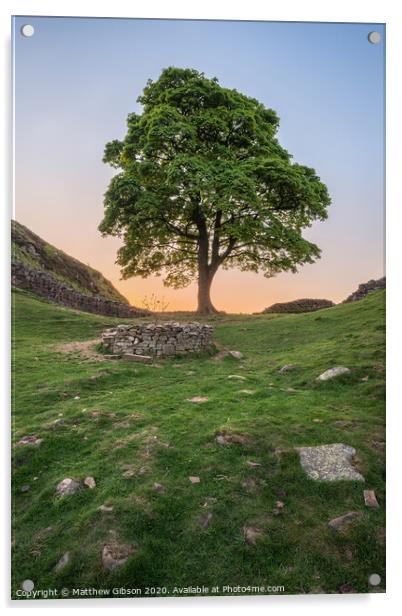 Beautiful landscape image of Sycamore Gap at Hadrian's Wall in Northumberland at sunset with fantastic late Spring light Acrylic by Matthew Gibson