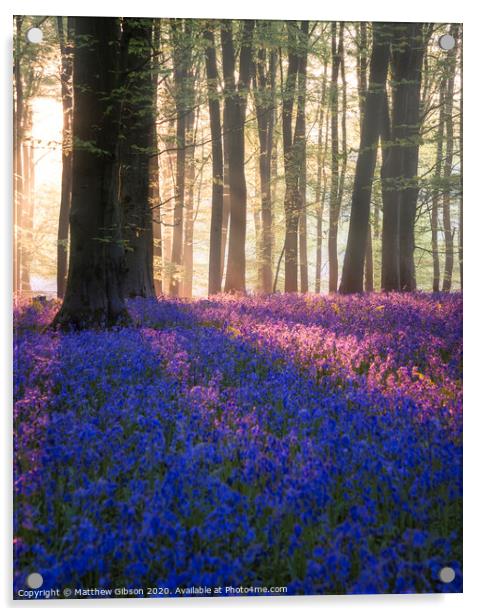 Majestic Spring landscape image of colorful bluebell flowers in woodland Acrylic by Matthew Gibson